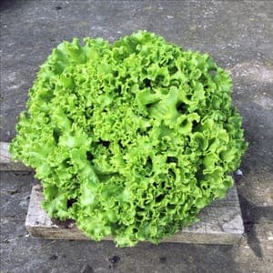Salade Batavia Verte (Lourdes)