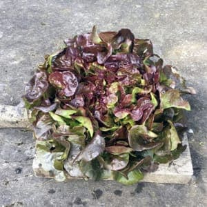 Salade Feuille de Chêne Rouge (Lourdes)