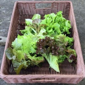 Mesclun (Lourdes)