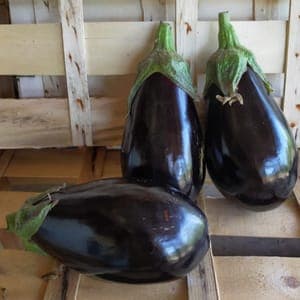 Aubergine