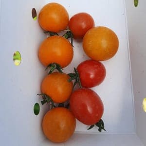 Tomates cerises