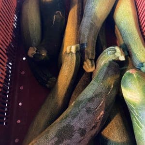 Courgette longue  à facir verte