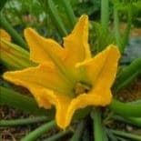 Fleur de courgette