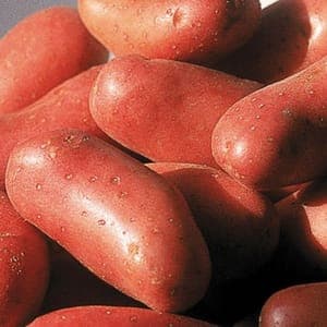 Pommes de terre nouvelles