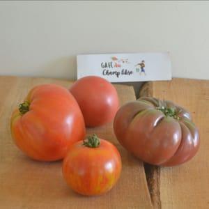 tomate diversifiée