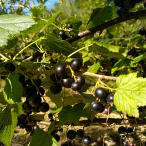 Cassis