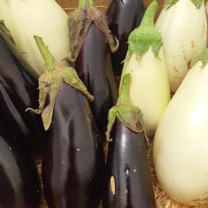 Aubergine petites