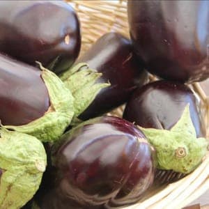 aubergine