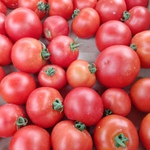 Tomate ronde PAOLA Le Potager du Coin