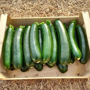 Courgette - Colis de 5 kg