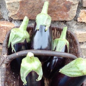 Aubergine