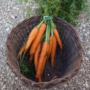 *Carottes