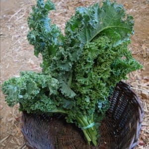 *Choux Kale