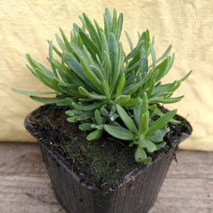 Lavande officinale.