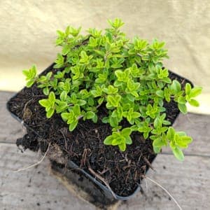Thym citron "Goldy".