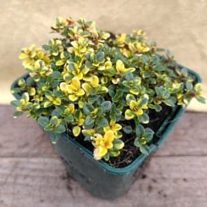 Thym citron "Sambesi".