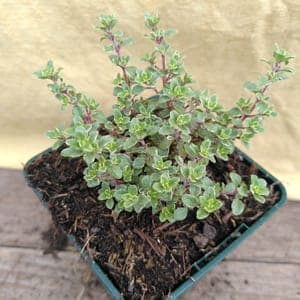Thym citron "Silver queen".
