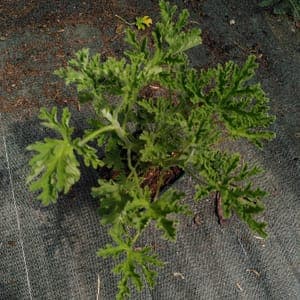 Geranium rosat.