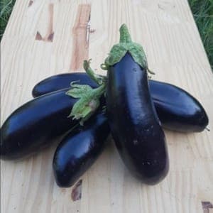 Aubergine