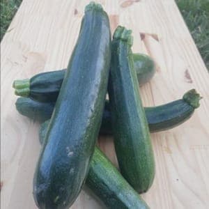 Courgette longue verte