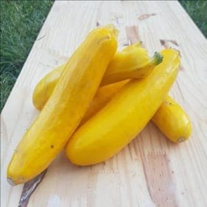 courgette jaune