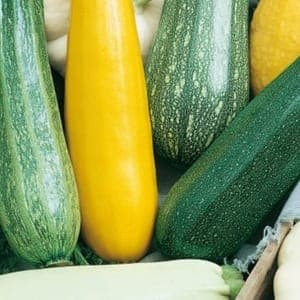 Courgettes (Aigue Vive)