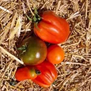 tomates issues de semence population