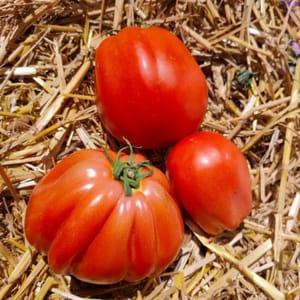 tomate "Jean coeur"
