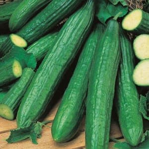 Concombre long (Sarrat)