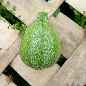 Courgette ronde de Nice