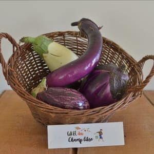 aubergine diversifiée