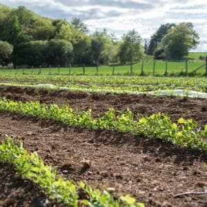 Terre de Vignol's