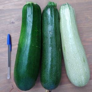 Courgettes moyennes (idéales farcies)