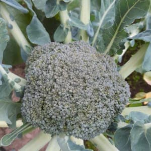 Chou Brocoli