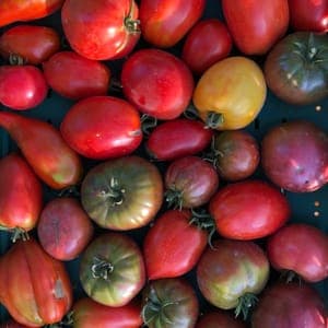 tomates variétés anciennes