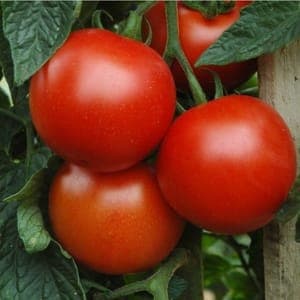 Colis 5 kg tomates