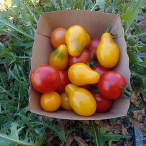 Tomates cerise