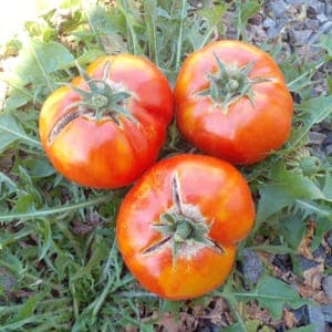 Tomates ronde