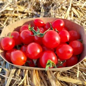 Tomate cerise - Barquette 250 g