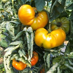 Tomates anciennes