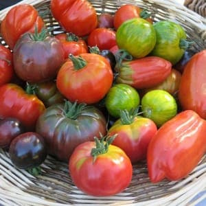 Tomate variété ancienne