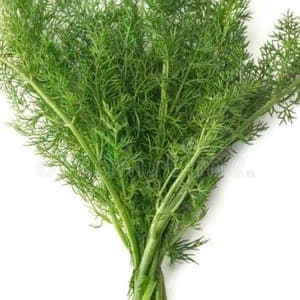 feuille de fenouil en bouquet