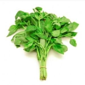 Basilic Genovese