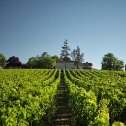 Vignobles Rospars #2