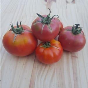 Tomate variétées anciennes