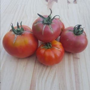 Tomate variétées anciennes