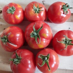 Tomate ronde