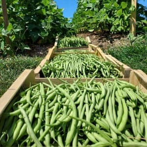 Haricot vert