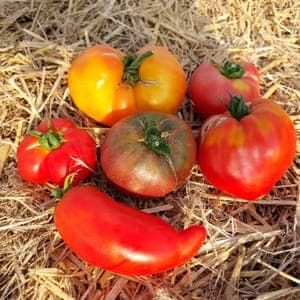 Tomate ancienne - Colis de 5 kg