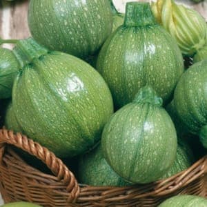 courgette ronde de nice